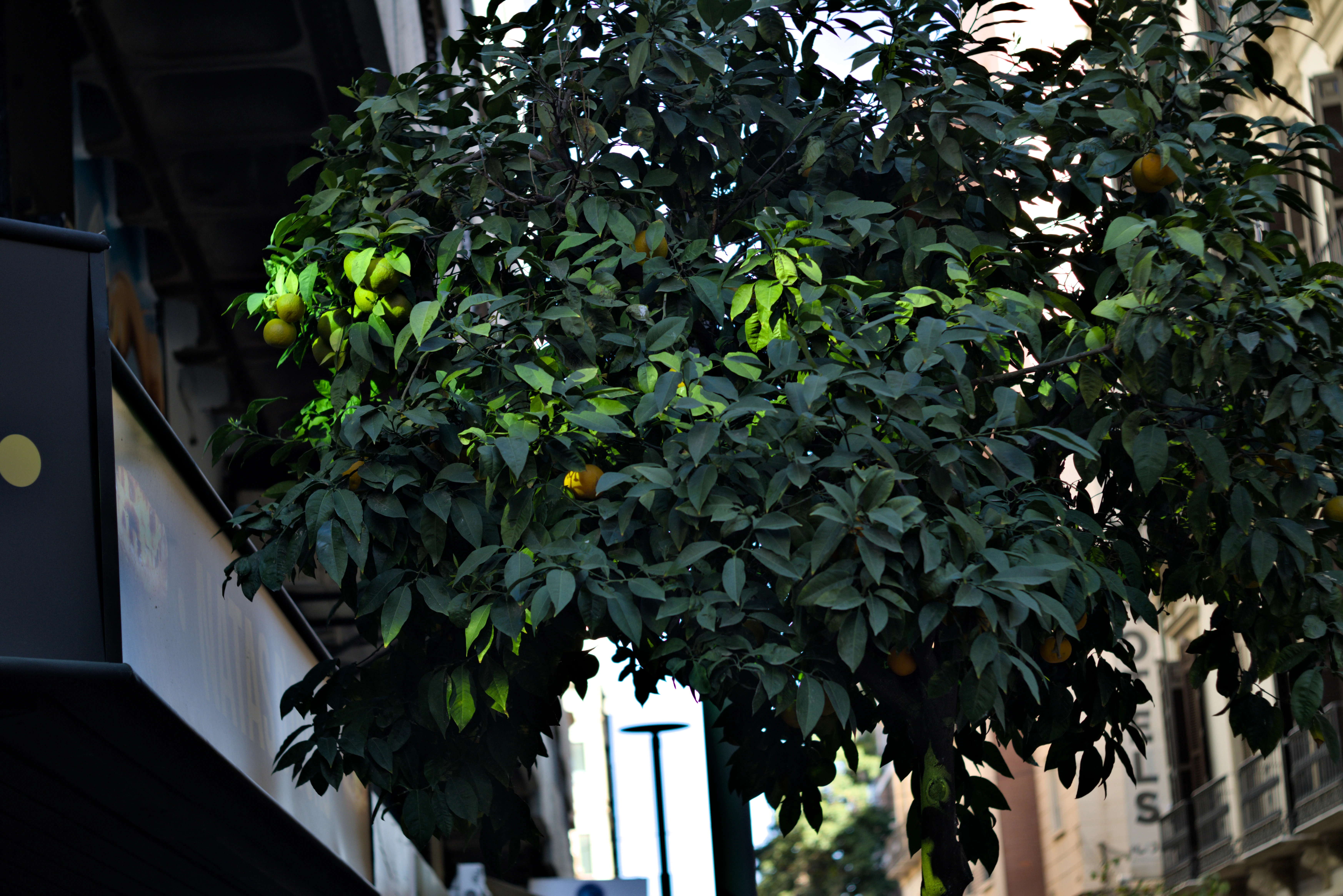 Zenith Helios-77M-4 1,850 (VOMZ) - _I4A2680.webp